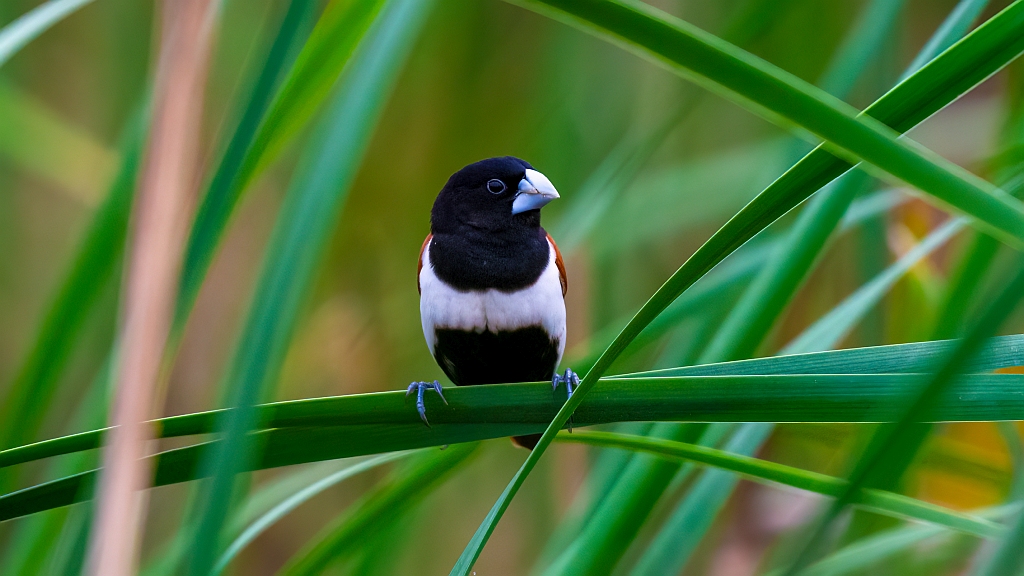 Black-headed Munia